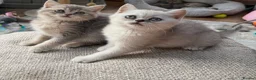 Scottish Fold cats for sale: Last two girls ❤️Lovely scotish kittens💕💕💕 - Advert 13