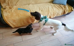 English Springer Spaniel dogs for adoption: 💙🐶 ARLO 🐶💙 - Image 19