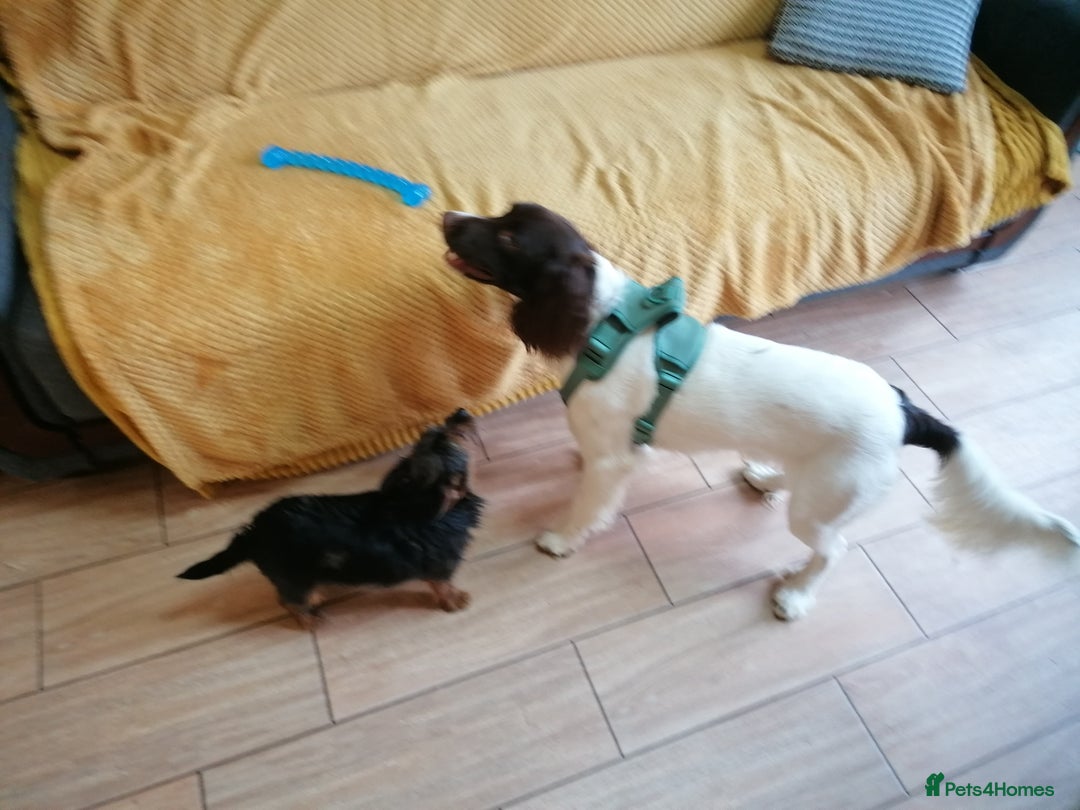 English Springer Spaniel dogs for adoption: 💙🐶 ARLO 🐶💙 - Image 19