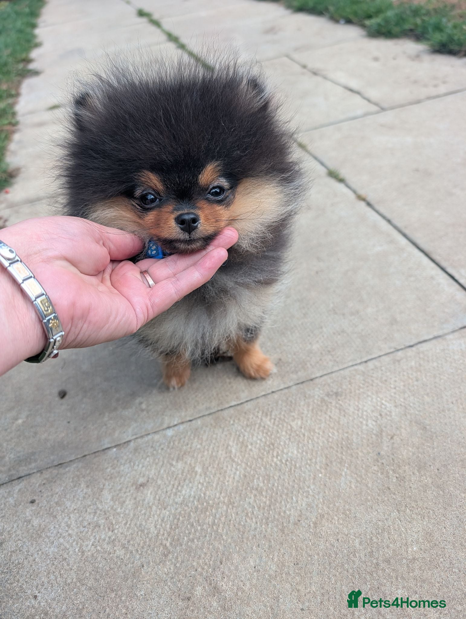 Pomeranian dogs KC registered Pomeranian puppy - Advert 4