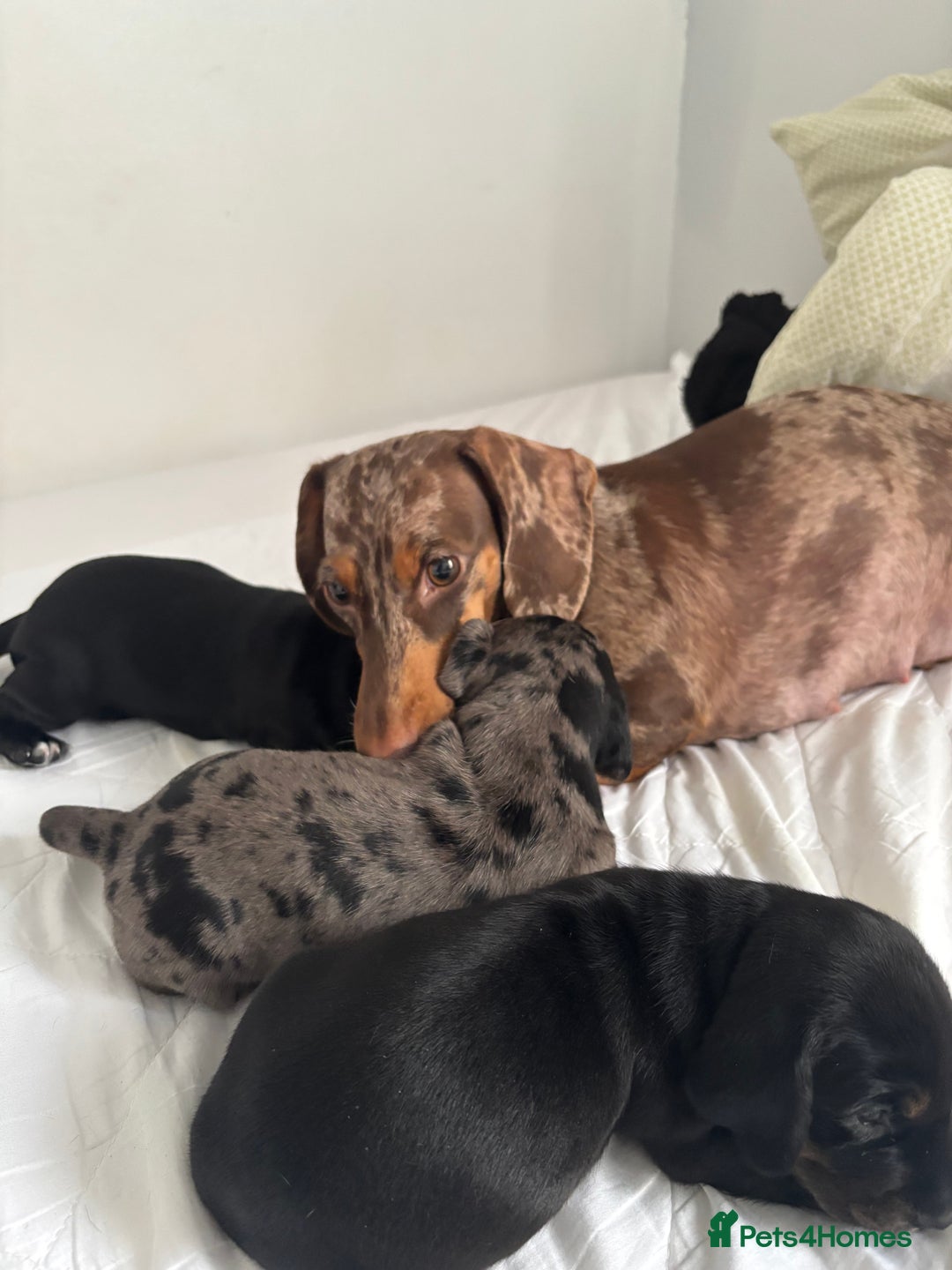 Mixed Breed dogs for sale: Miniature dachshunds puppies - Advert 1