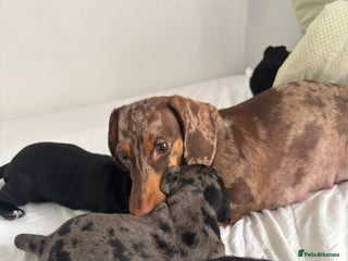 Mixed Breed dogs Miniature dachshunds puppies - Advert 11