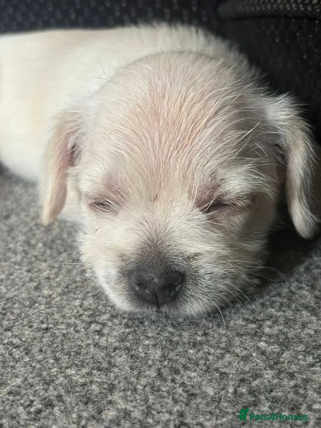 Mixed Breed dogs for sale: french bulldog hybrid  - Advert 2