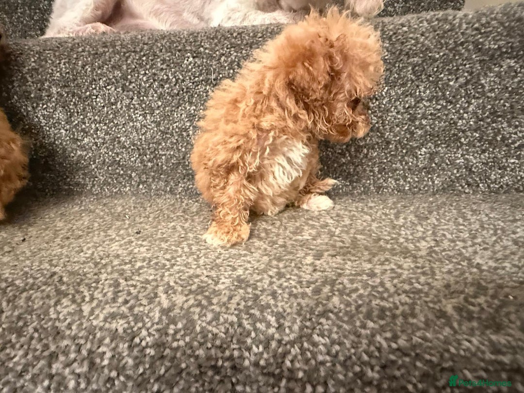 Cavapoochon dogs for sale: Toy Cavapoochon Puppies  - Image 4