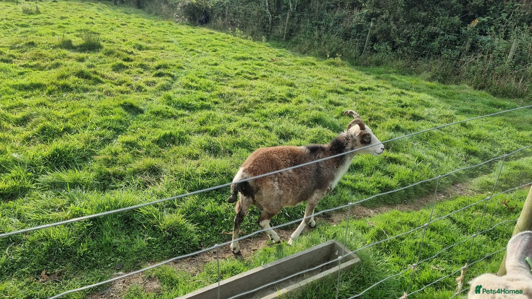 Sheep livestock for sale: Shetland Ram and Soay Ewe - Image 4