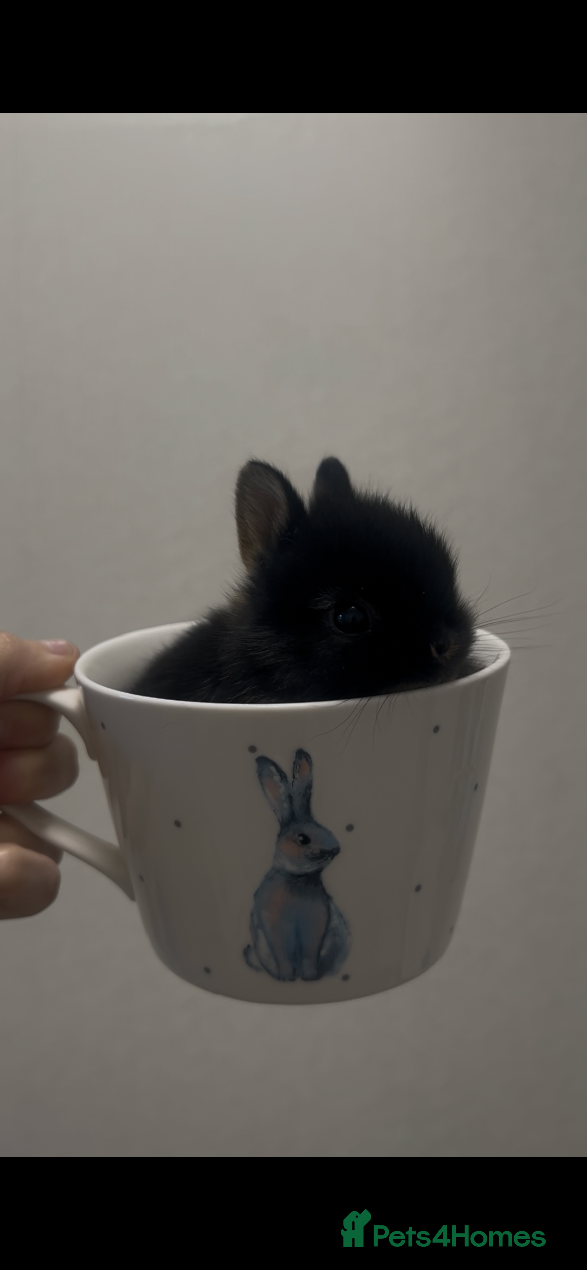 Netherland Dwarf rabbits Netherland dwarfs  - Advert 1