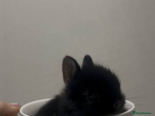 Netherland Dwarf rabbits Netherland dwarfs - Advert 7