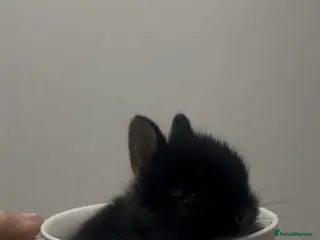 Netherland Dwarf rabbits Netherland dwarfs - Advert 20