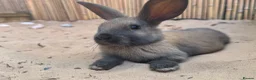 Mixed Breed rabbits for sale: Rabbits for sale - Advert 3