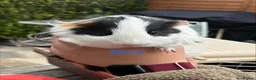 Guinea Pig rodents for sale: Piggies if all ages looking for forever homes - Advert 5