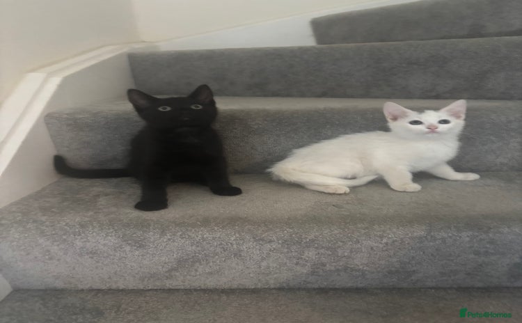 Mixed Breed cats - Advert 14