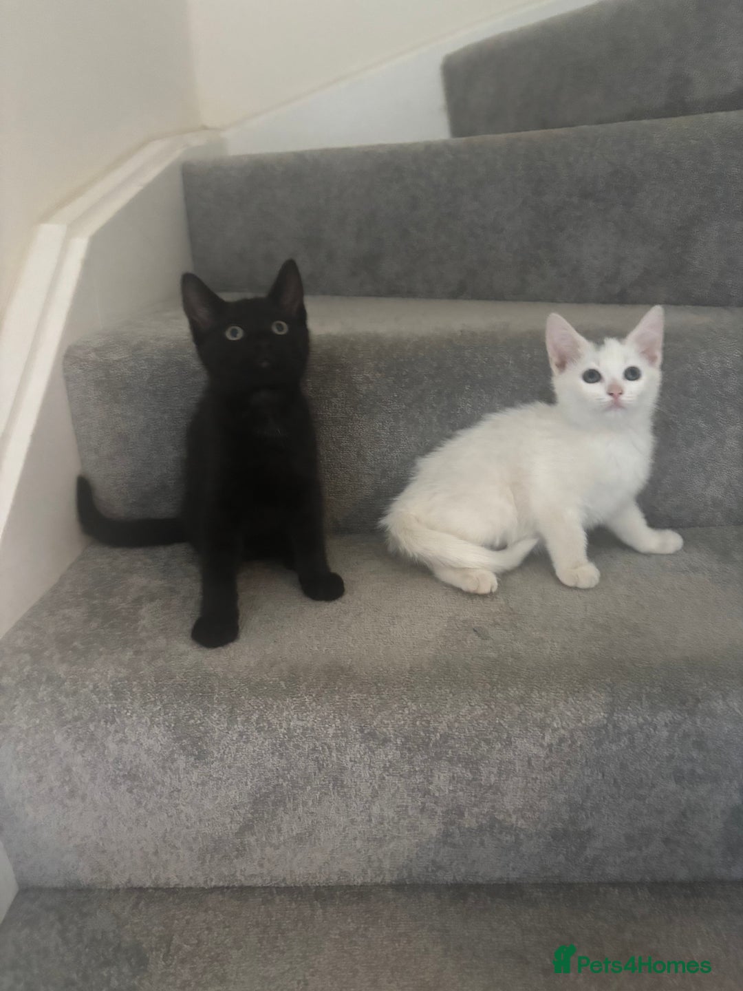 Mixed Breed cats for sale: 2 gorgeous boy left  - Image 2