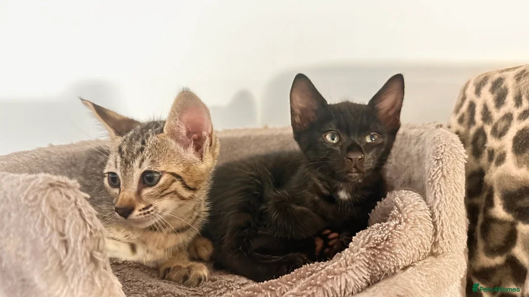 Savannah cats for sale: Stunning F3 Savannahs Last spotted girl - Advert 13