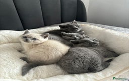 British Shorthair cats for sale: British shorthair kittens - Image 12