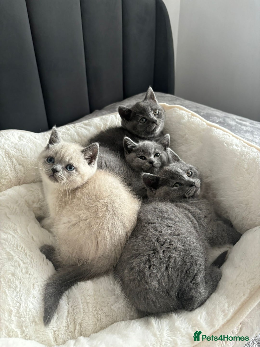 British Shorthair cats for sale: British shorthair kittens - Image 12