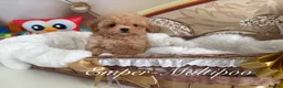 Maltipoo dogs for sale: Tiny teddy Maltipoo- from Asian teddy poodle dad - Advert 9