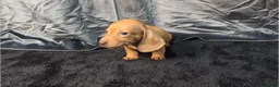 Miniature Dachshund dogs for sale: KC Reg Smooth Hair Mini Dachshund Puppies  - Advert 12