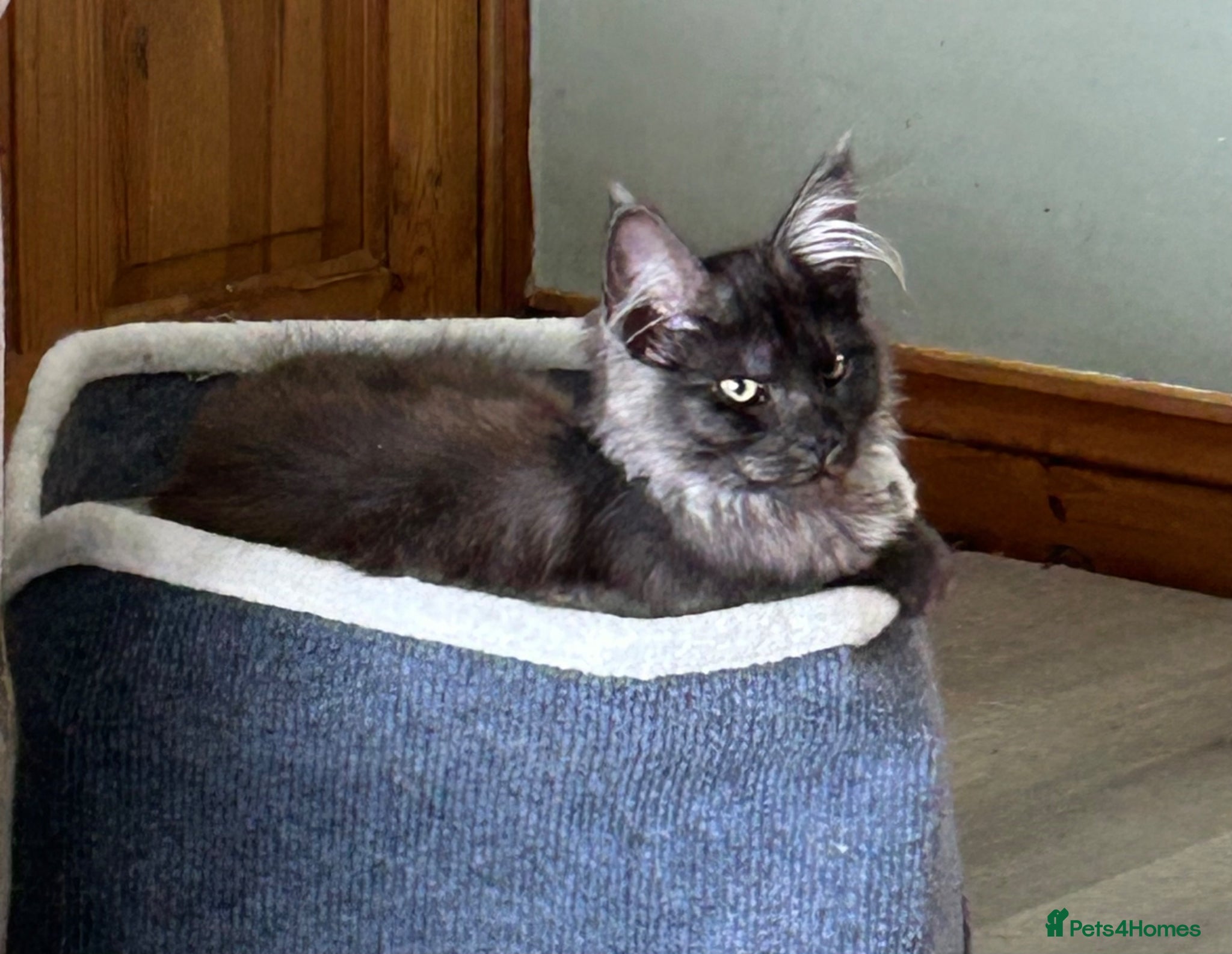 Maine Coon cats TICA registered Mainecoon black smoke female - Advert 1