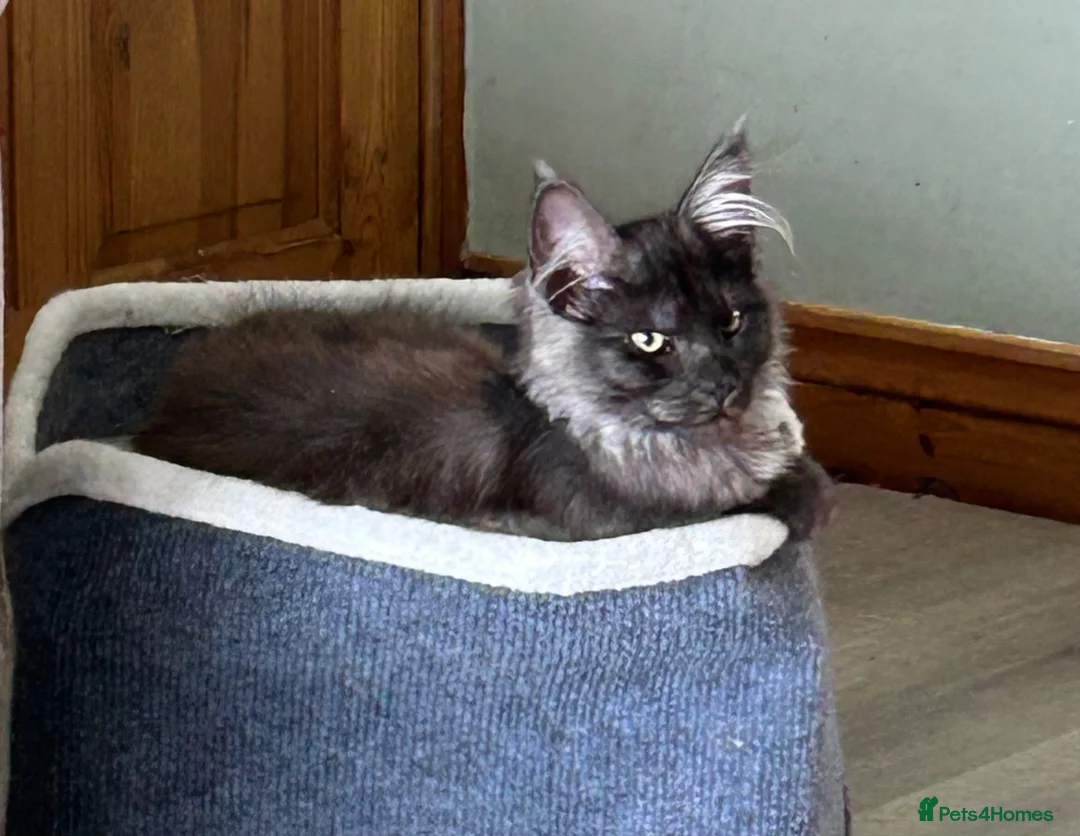 Maine Coon cats for sale: TICA registered Mainecoon black smoke female - Advert 2