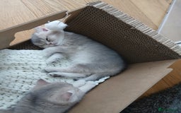 British Shorthair cats for sale: Beautiful Golden girls  - Image 3
