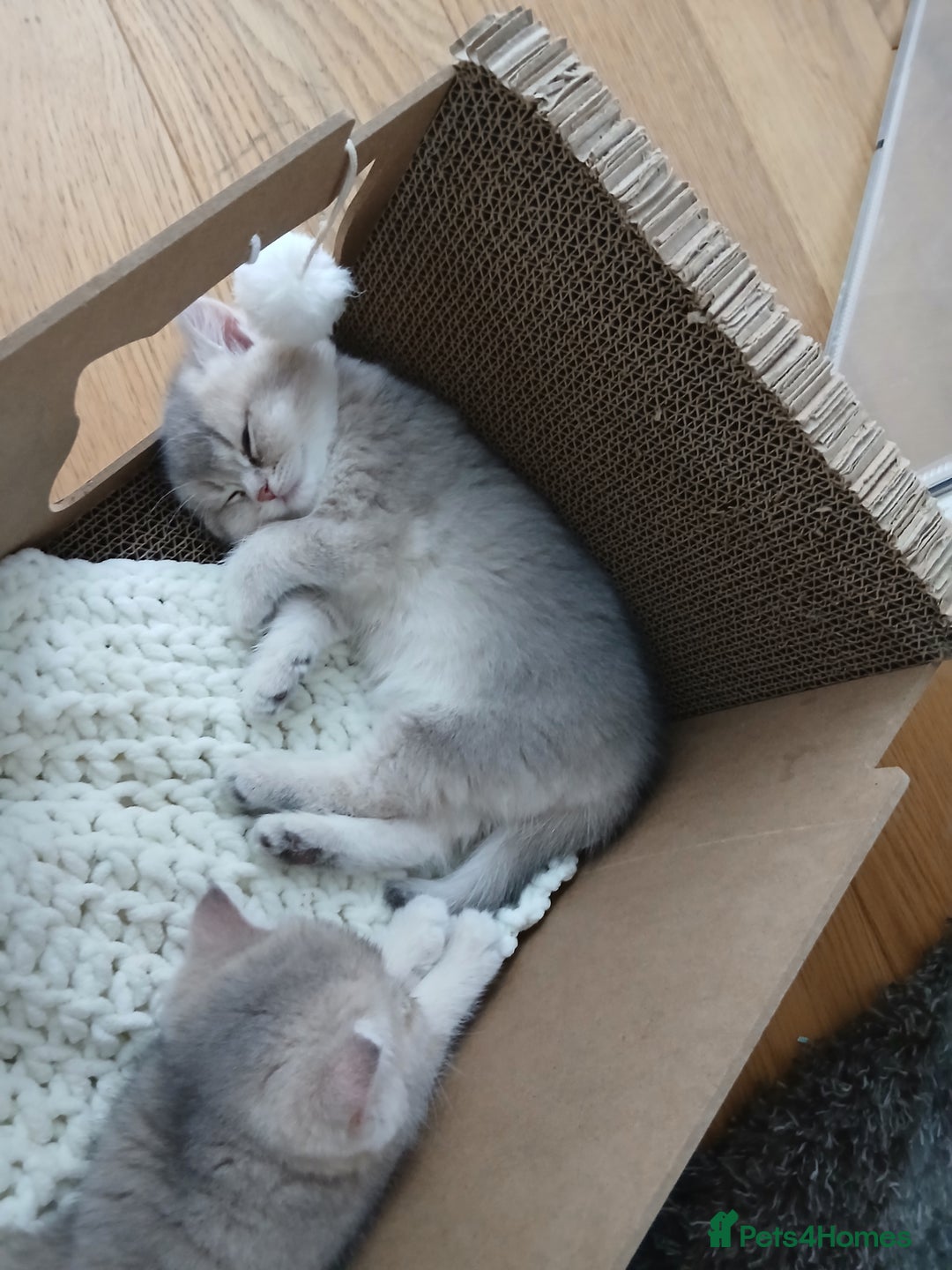 British Shorthair cats for sale: Beautiful Golden girls  - Image 3