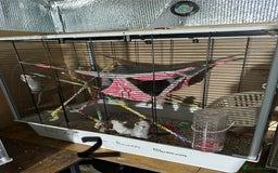 Rat rodents for sale: Rats & complete set up - Image 9