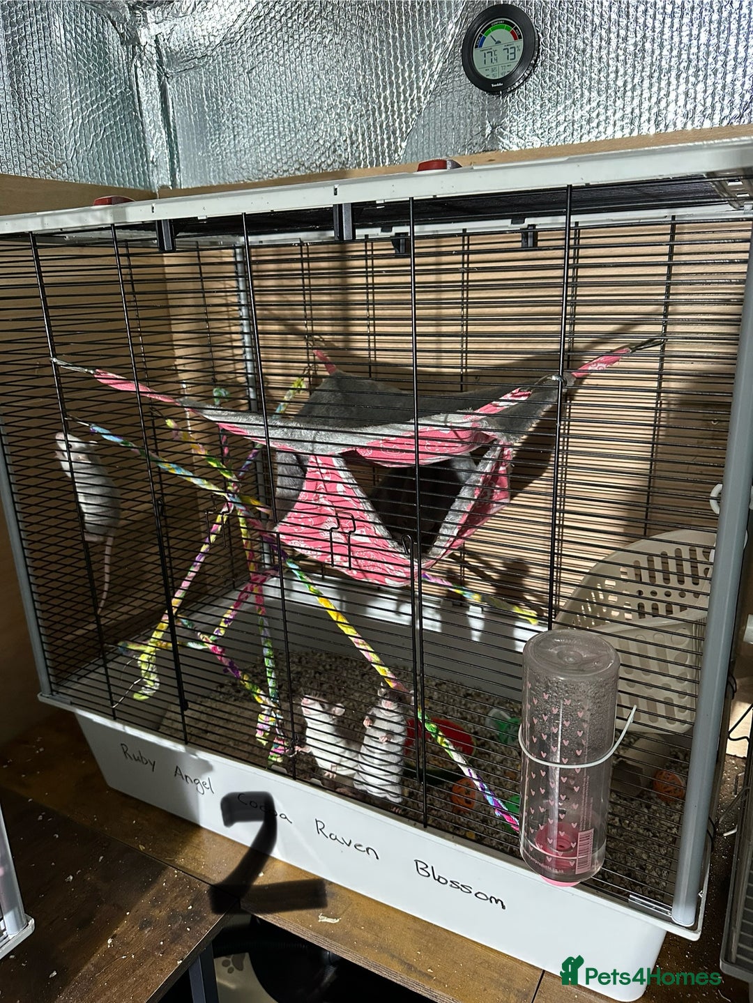 Rat rodents for sale: Rats & complete set up - Image 9
