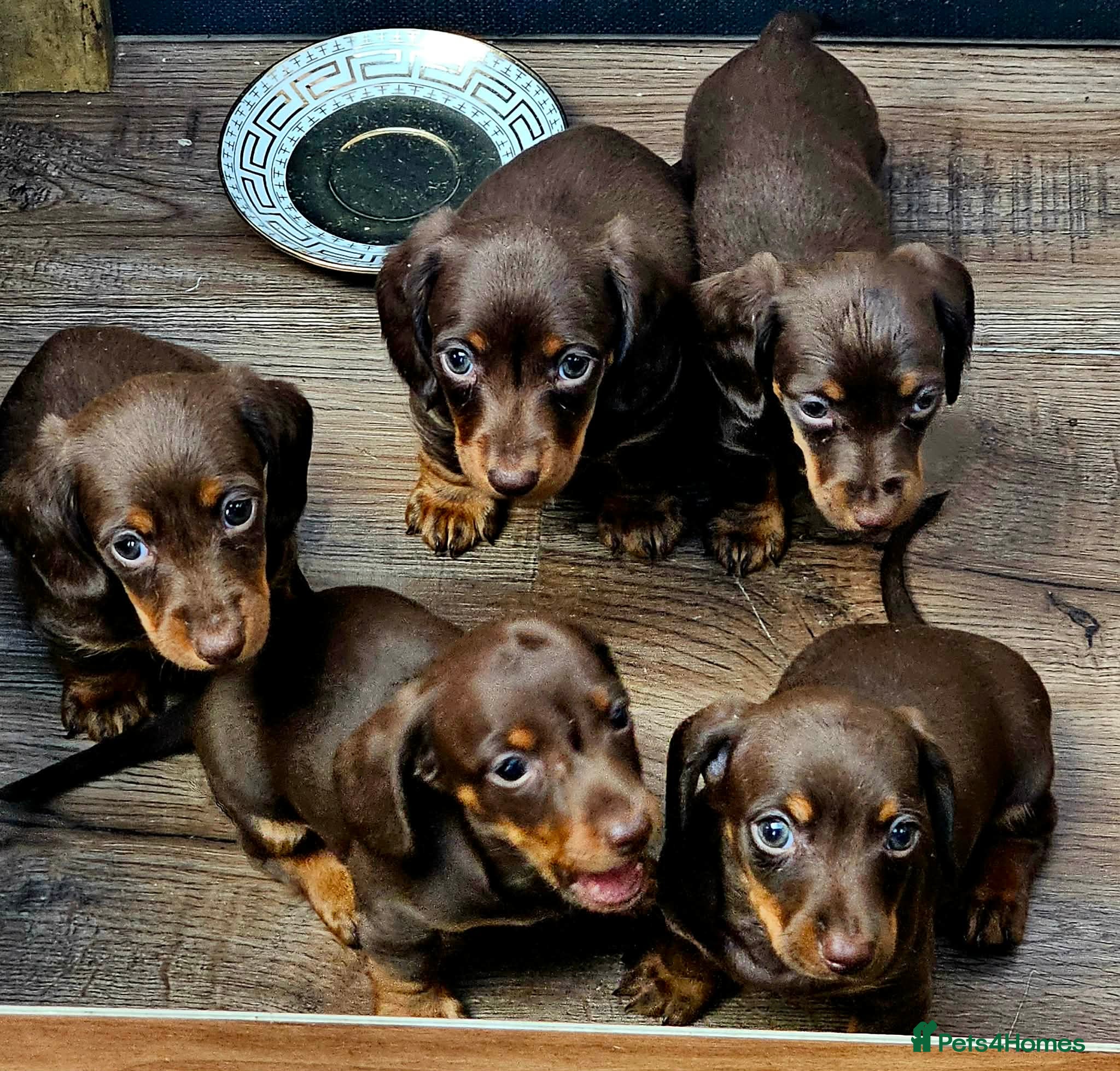 Miniature Dachshund dogs 6 gorgeous miniature Dachshunds 🥰 - Advert 1