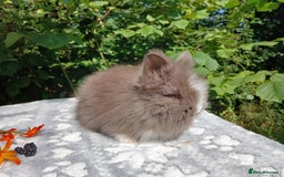 Lionhead rabbits for sale: Stunning DM Lionhead baby rabbits  - Image 3