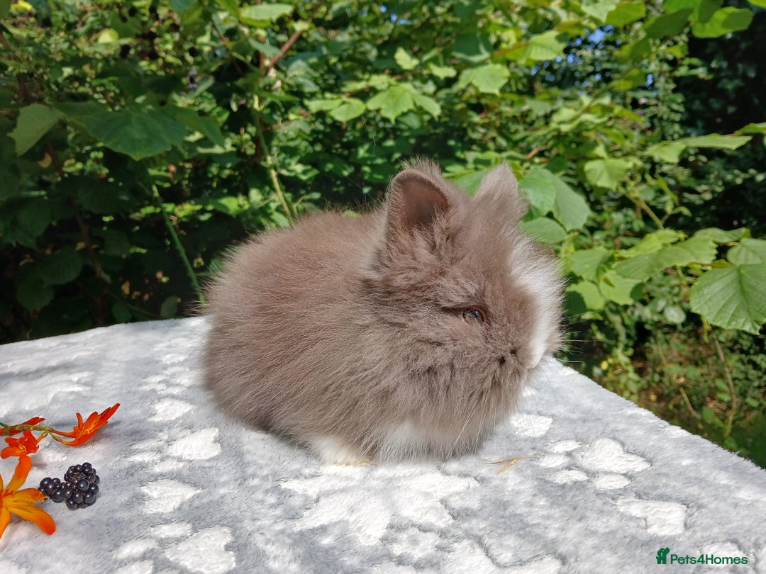 Lionhead rabbits for sale: Stunning DM Lionhead baby rabbits  - Image 3