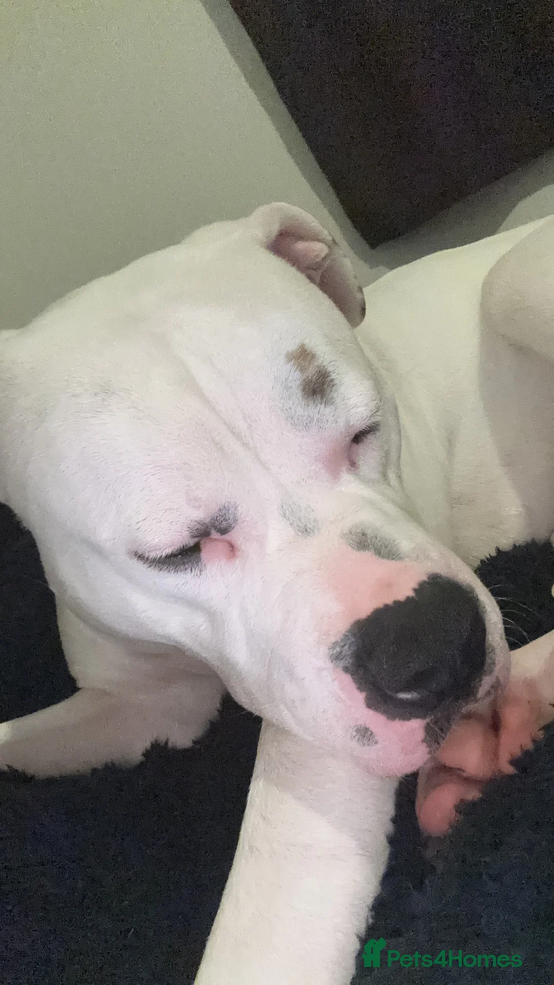 Mixed Breed dogs for sale: Boxer cross stuffy - Advert 1