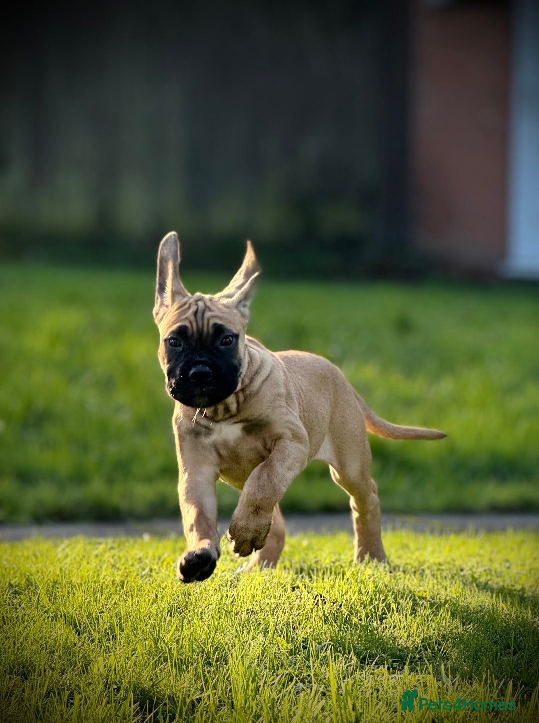Cane Corso dogs for sale: 🐾PatoSquad Kennel🐾beautiful female available  - Advert 6