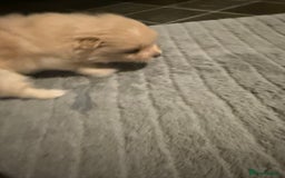 Pomeranian dogs for sale: Two Male Pomeranian’s!  - Advert 29