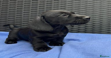 Miniature Dachshund dogs - Advert 4