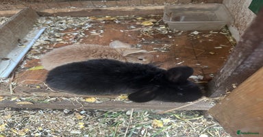 Mini Lop rabbits - Advert 4