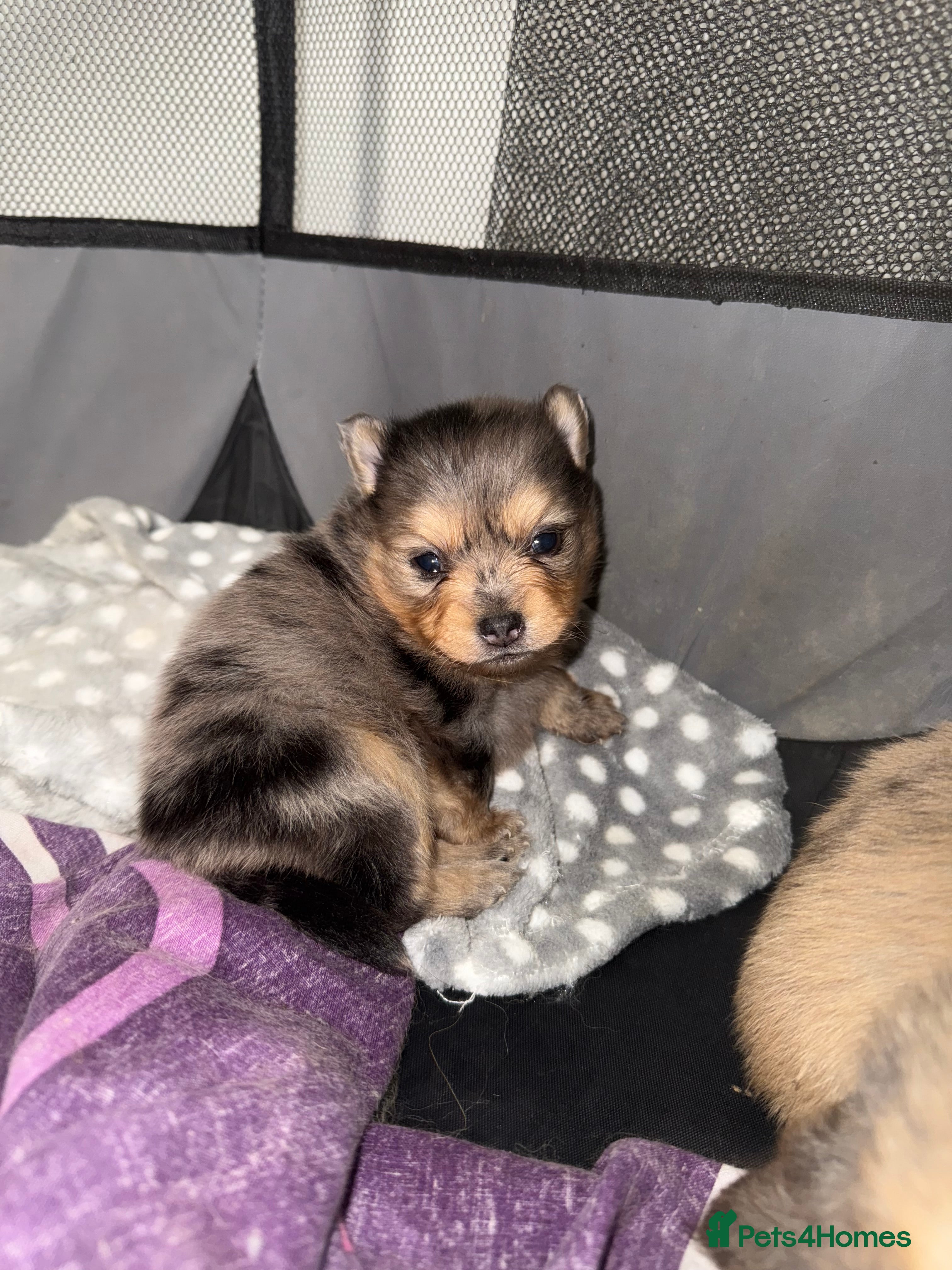 Pomchi dogs Pomchi puppies 😍 - Advert 7