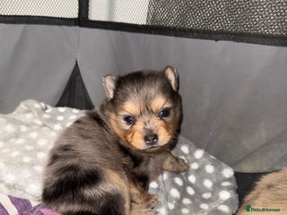 Pomchi dogs Pomchi puppies 😍 - Advert 7