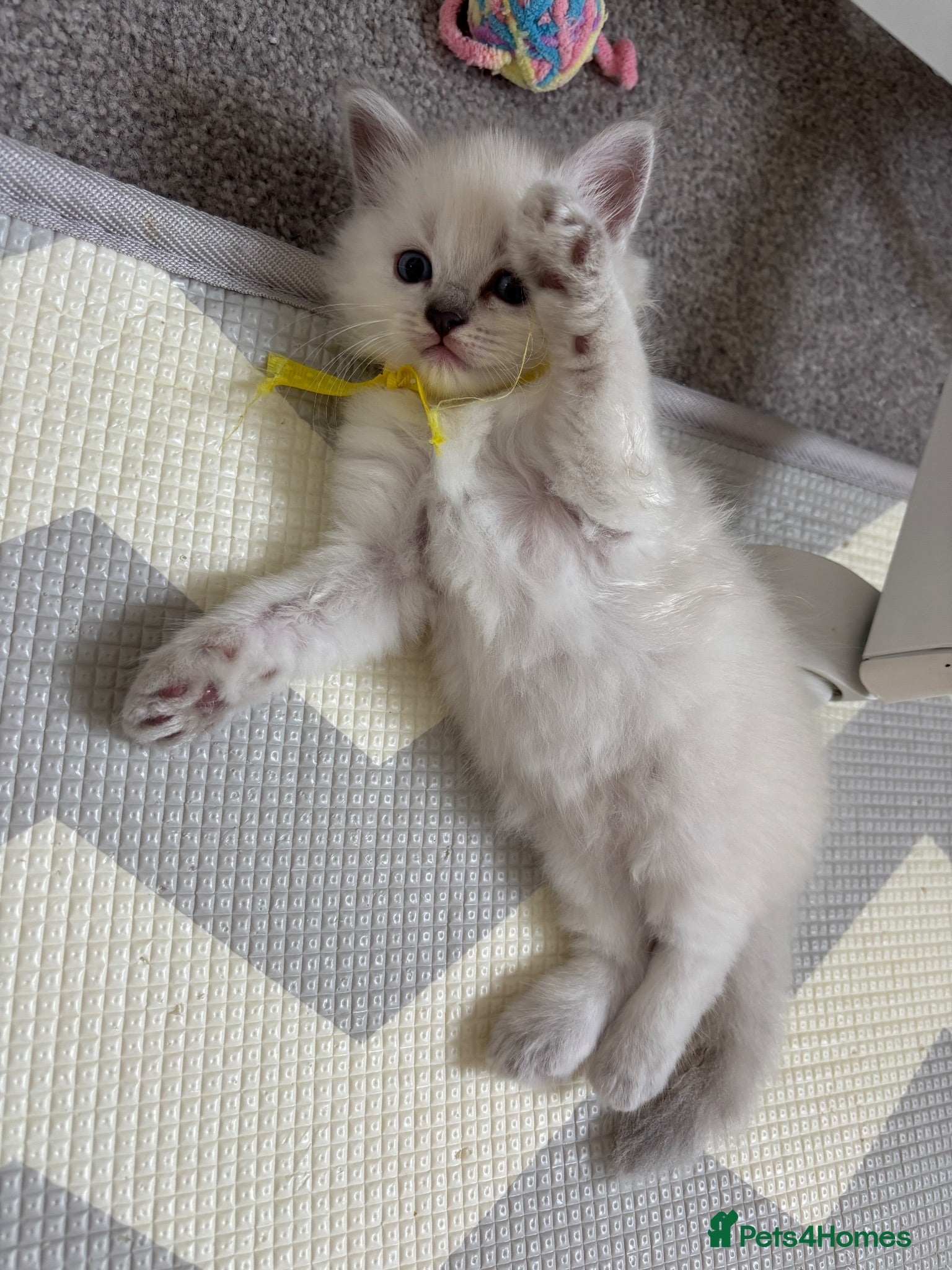 Ragdoll cats 2 beautiful ragdoll‘s girls for sale  - Advert 6