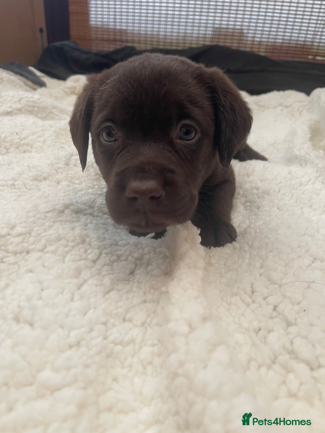 Labrador Retriever dogs for sale: Labrador Puppies Chocolate & Golden For Sale - Advert 8