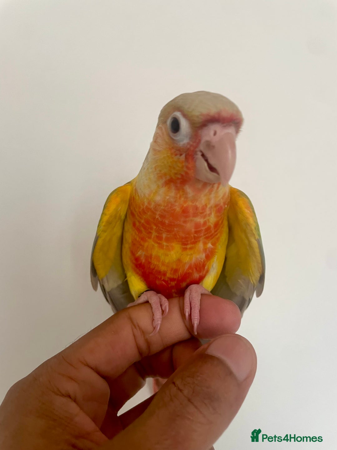 Conures birds for sale: 100% SILLY TAME HAND REARED CONURES - Image 7