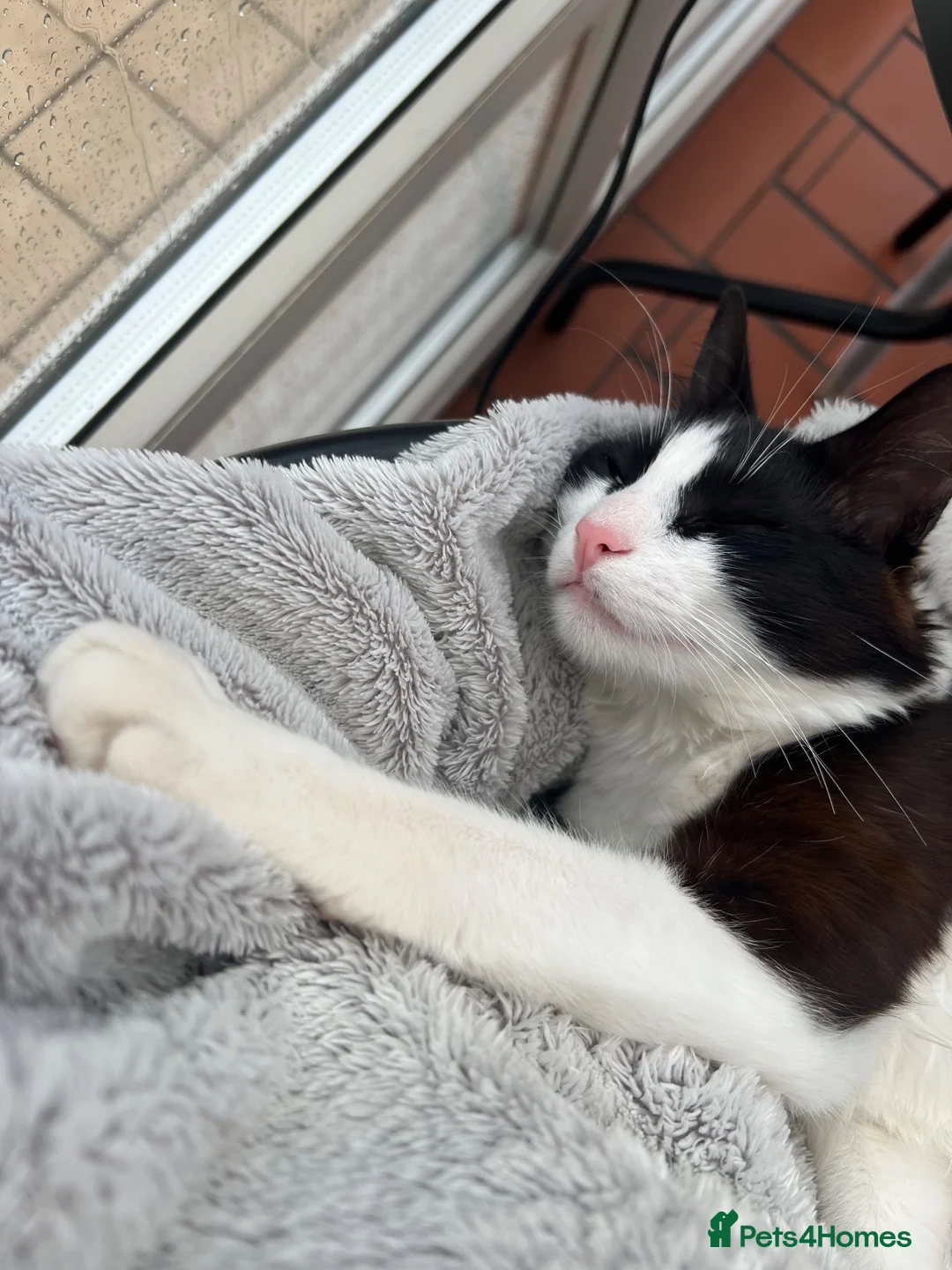 Turkish Angora cats for stud: Friendly male cat looking for his forever home - Advert 7