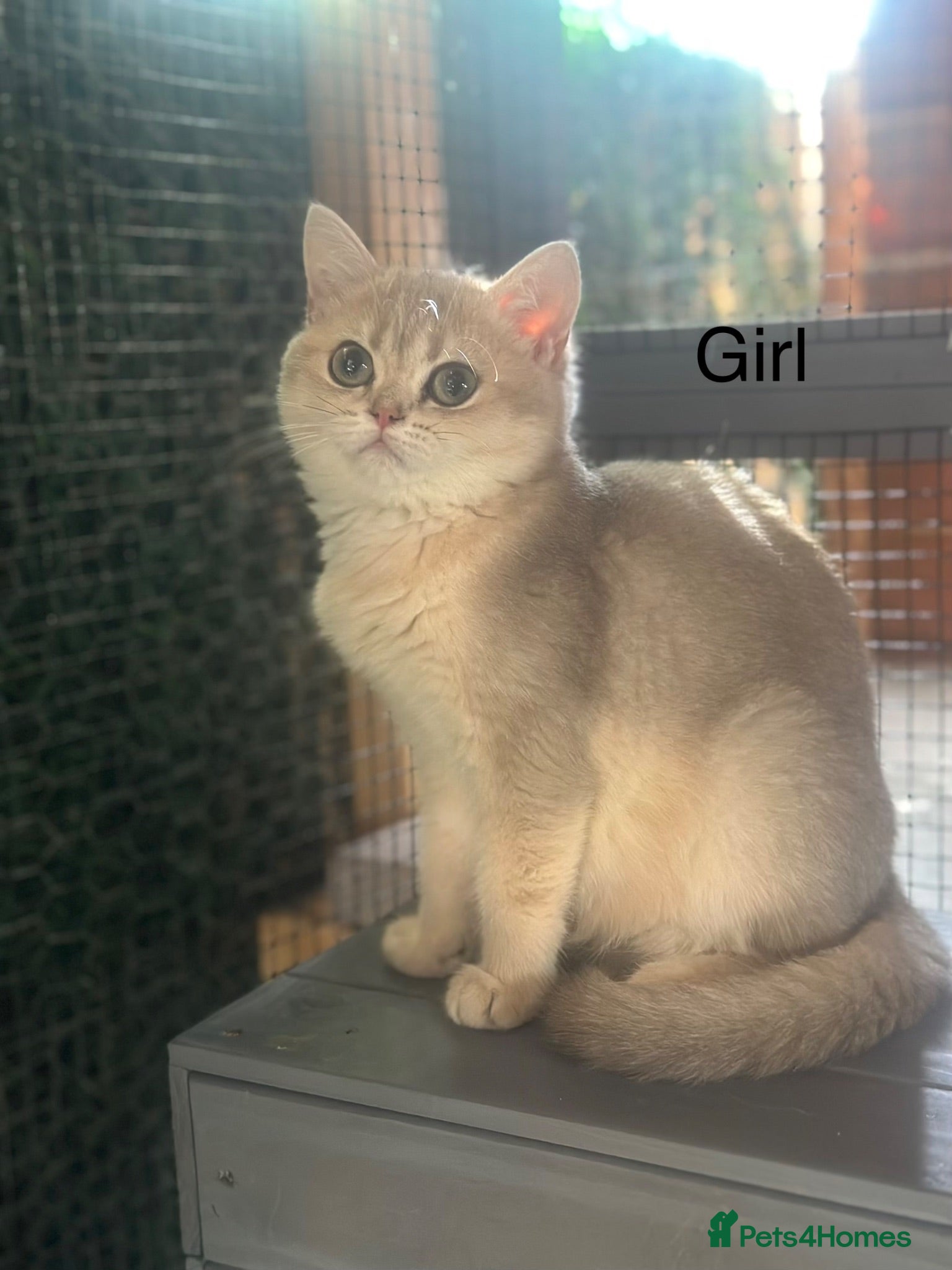 British Shorthair cats Last gorgeous girl left 😻 reduced price  - Advert 1