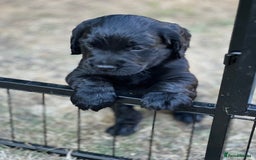 Cocker Spaniel dogs for sale: Cocker Spaniel Puppies looking for the best homes - Image 34