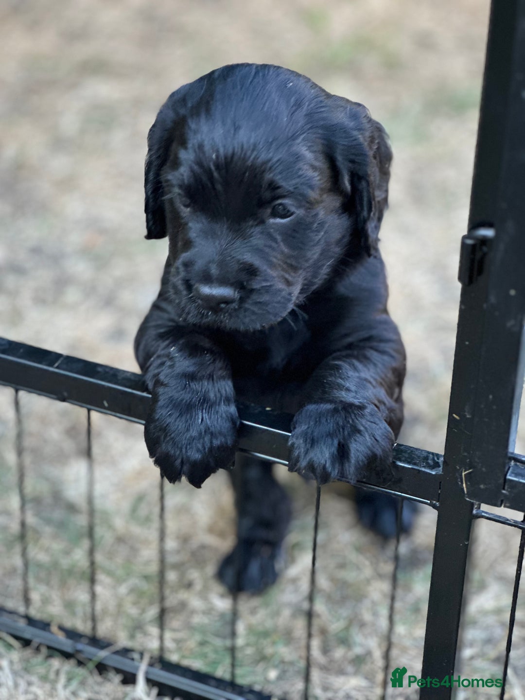 Cocker Spaniel dogs for sale: Cocker Spaniel Puppies looking for the best homes - Image 34