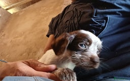 Cocker Spaniel dogs for sale: Working cocker spaniel  - Image 15
