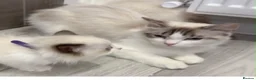 Ragdoll cats for sale: 4 beautiful Ragdolls - Advert 4