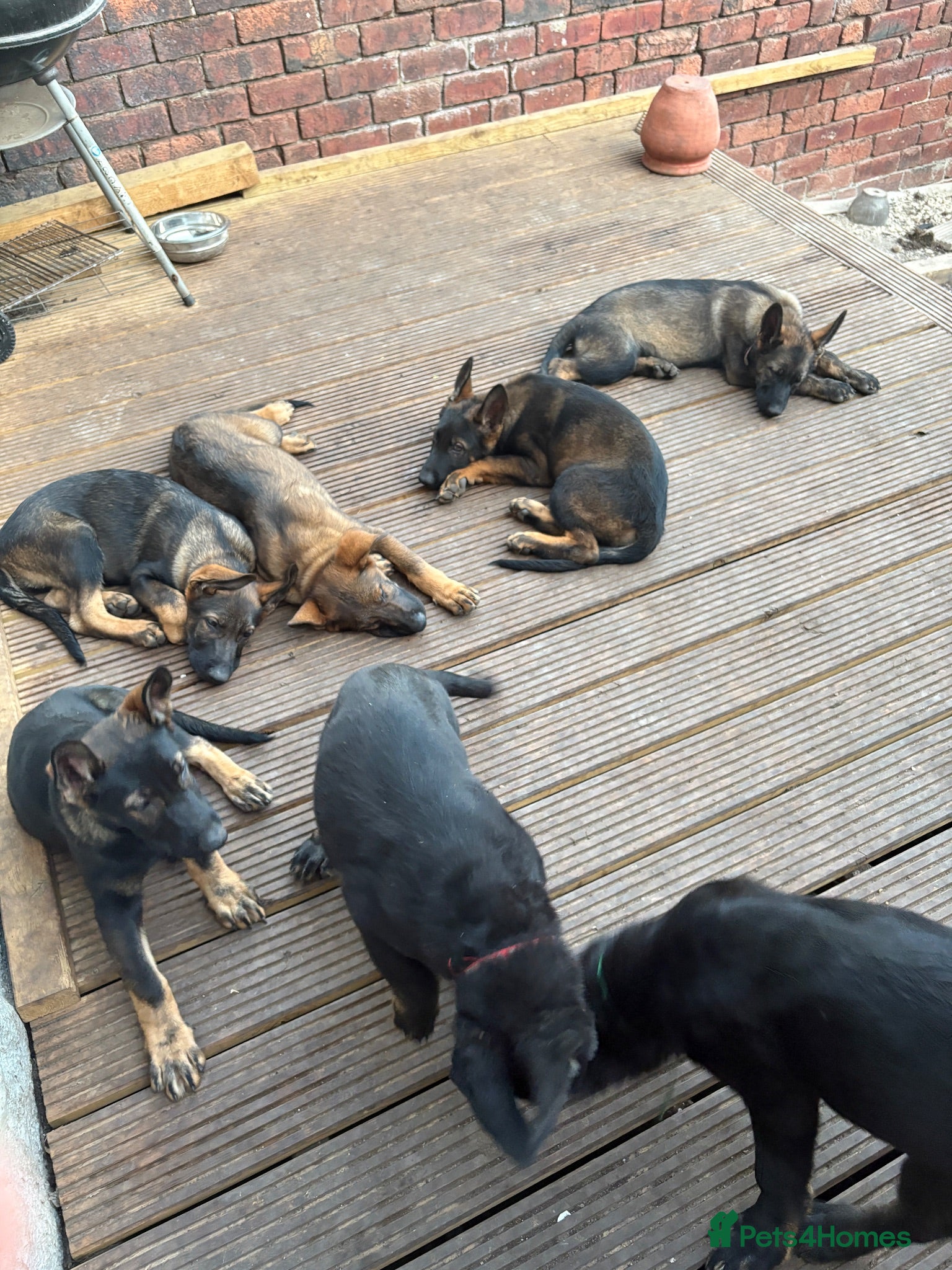 German Shepherd dogs Working Line GSD × Belgian Puppies – Ready Now - Advert 2