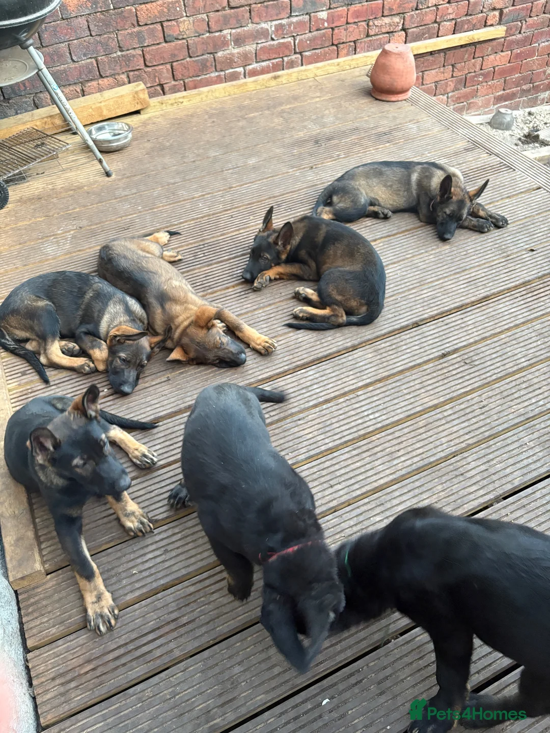 German Shepherd dogs for sale: Working Line GSD × Belgian Puppies – Ready Now - Advert 2