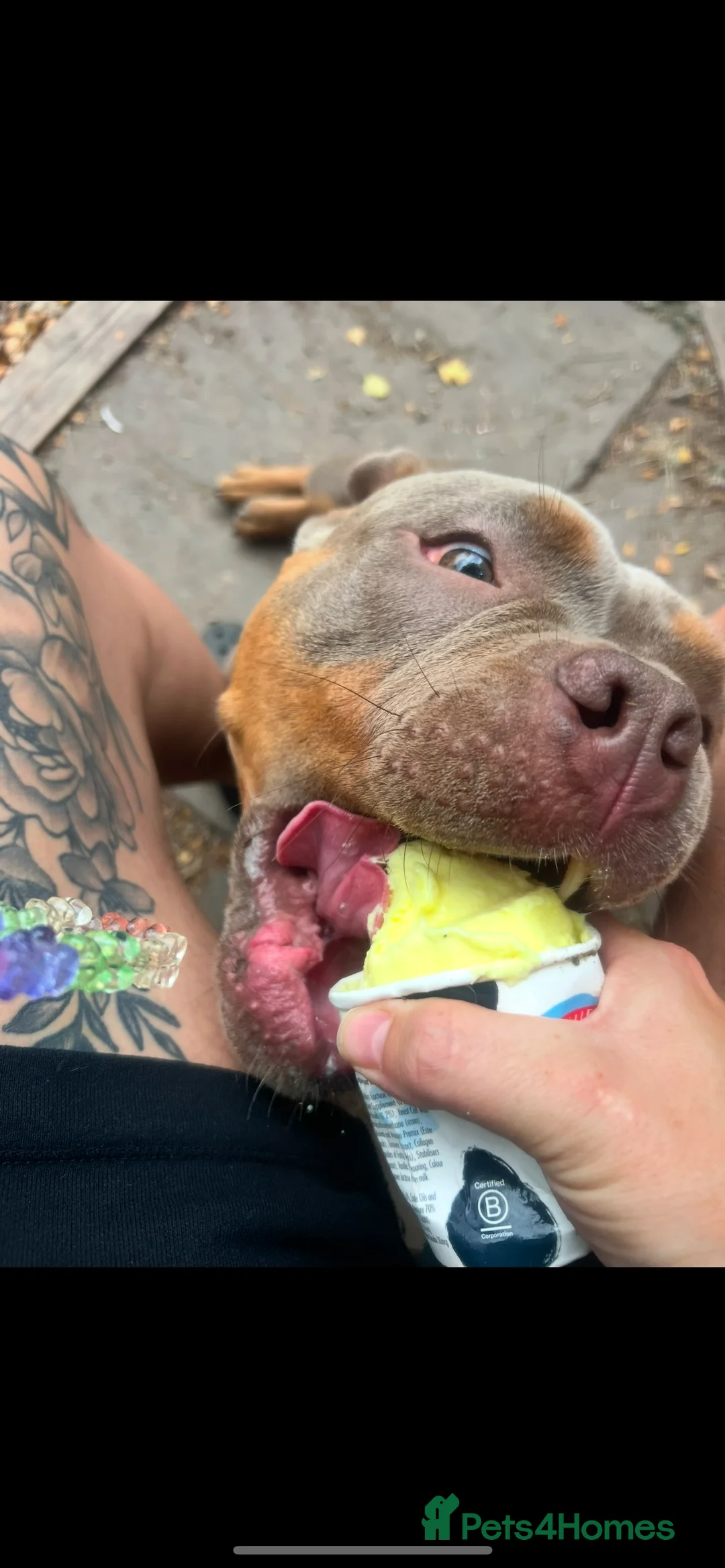 American Bully dogs for sale: 18 mth Pocket bully re home  - Advert 7