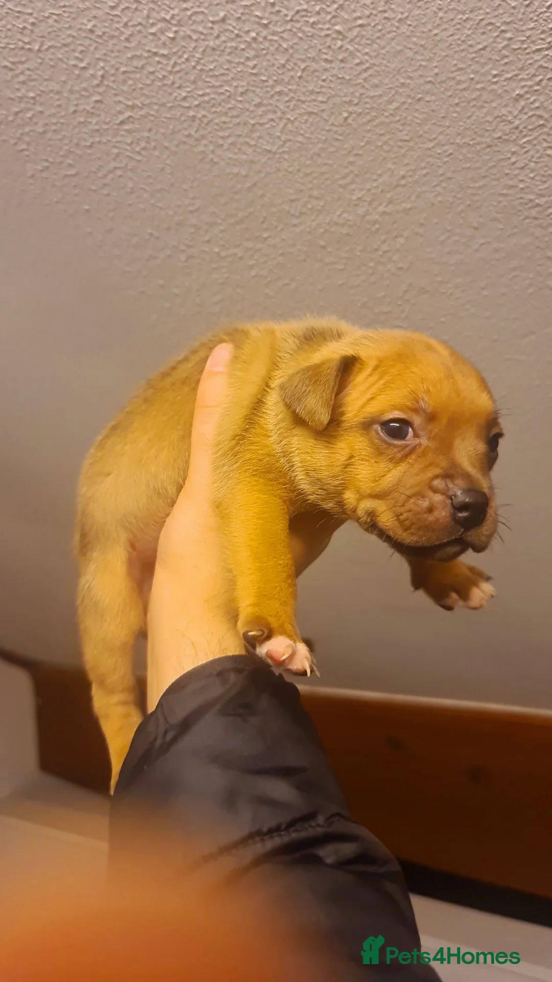 Staffordshire Bull Terrier dogs for sale: Red 🏆Grand Champion puppy's  - Advert 17